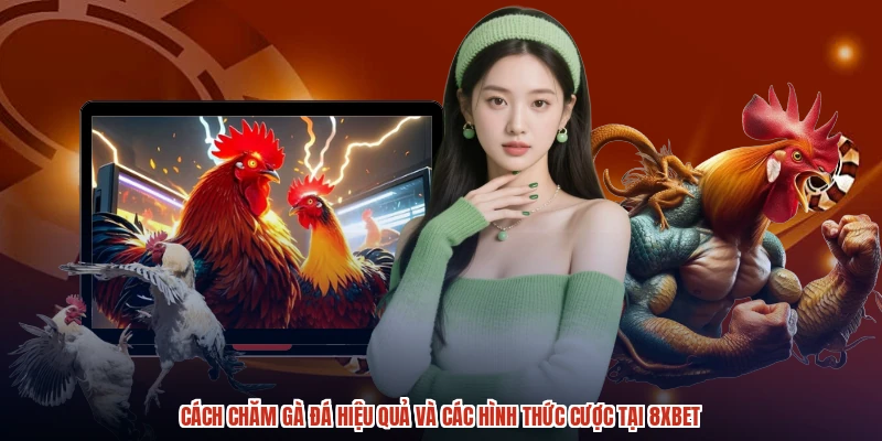 Cách Chăm Gà Đá Hiệu Quả Và Các Hình Thức Cược Tại 8XBET