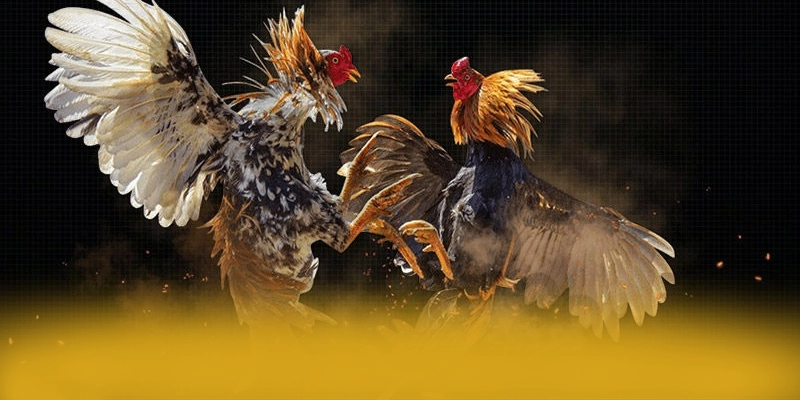 So sánh của 8XBET trên thị trường