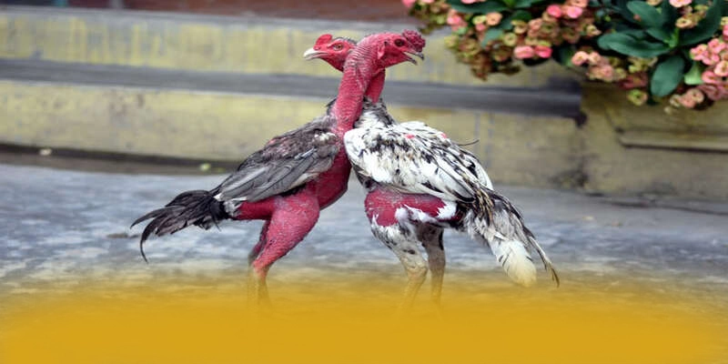 Khuyến mãi hấp dẫn dành cho cộng đồng tại BET168 Khuyến mãi hấp dẫn dành cho cộng đồng tại BET168